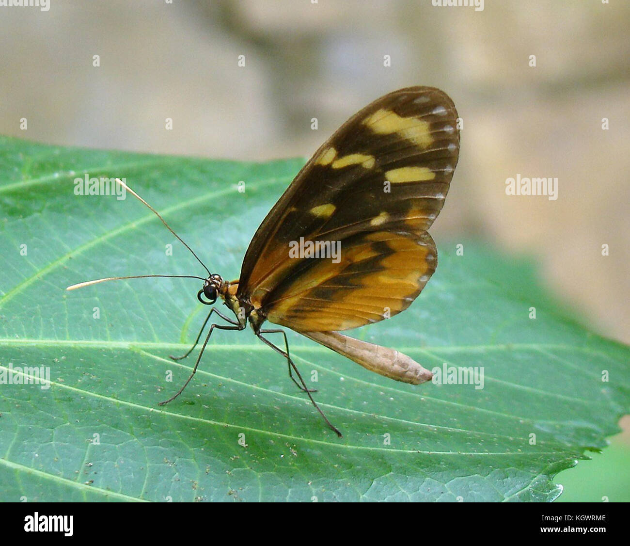 Yellow butterfliy in a host plant resting a botanic park in Honduras Stock Photo