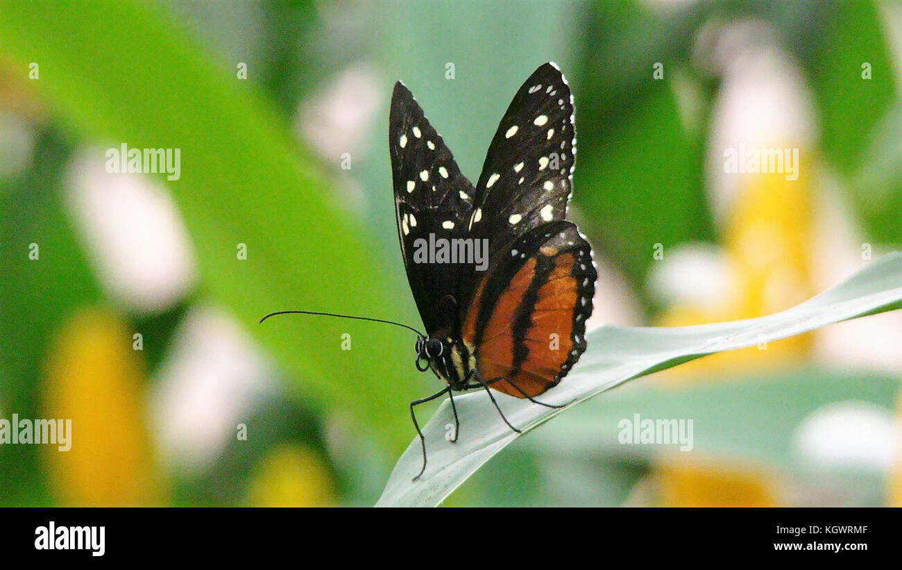 Orange and Black Butterfly in a host plant , botanic park Honduras Stock Photo