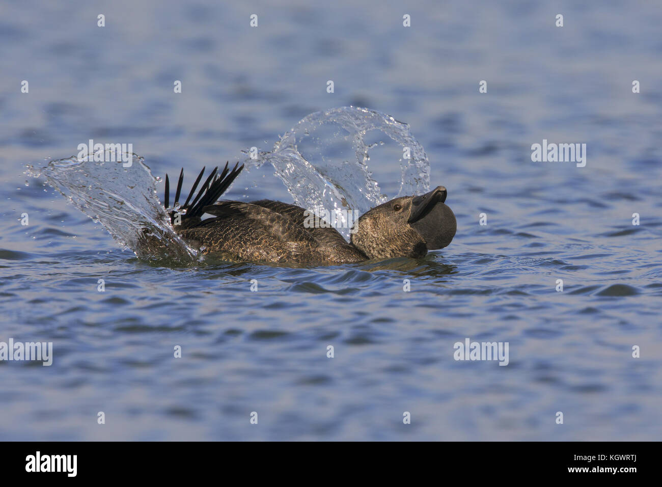 Musk duck drake displaying near a group of females, Lake Monger in Perth, West Australia Stock Photo