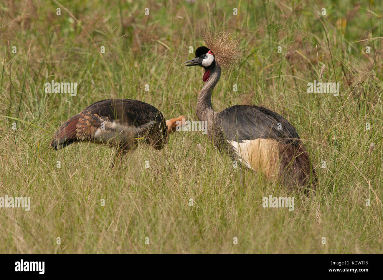 Grey crowned crane family, Uganda's national bird;  Murchison Falls National Park. Stock Photo