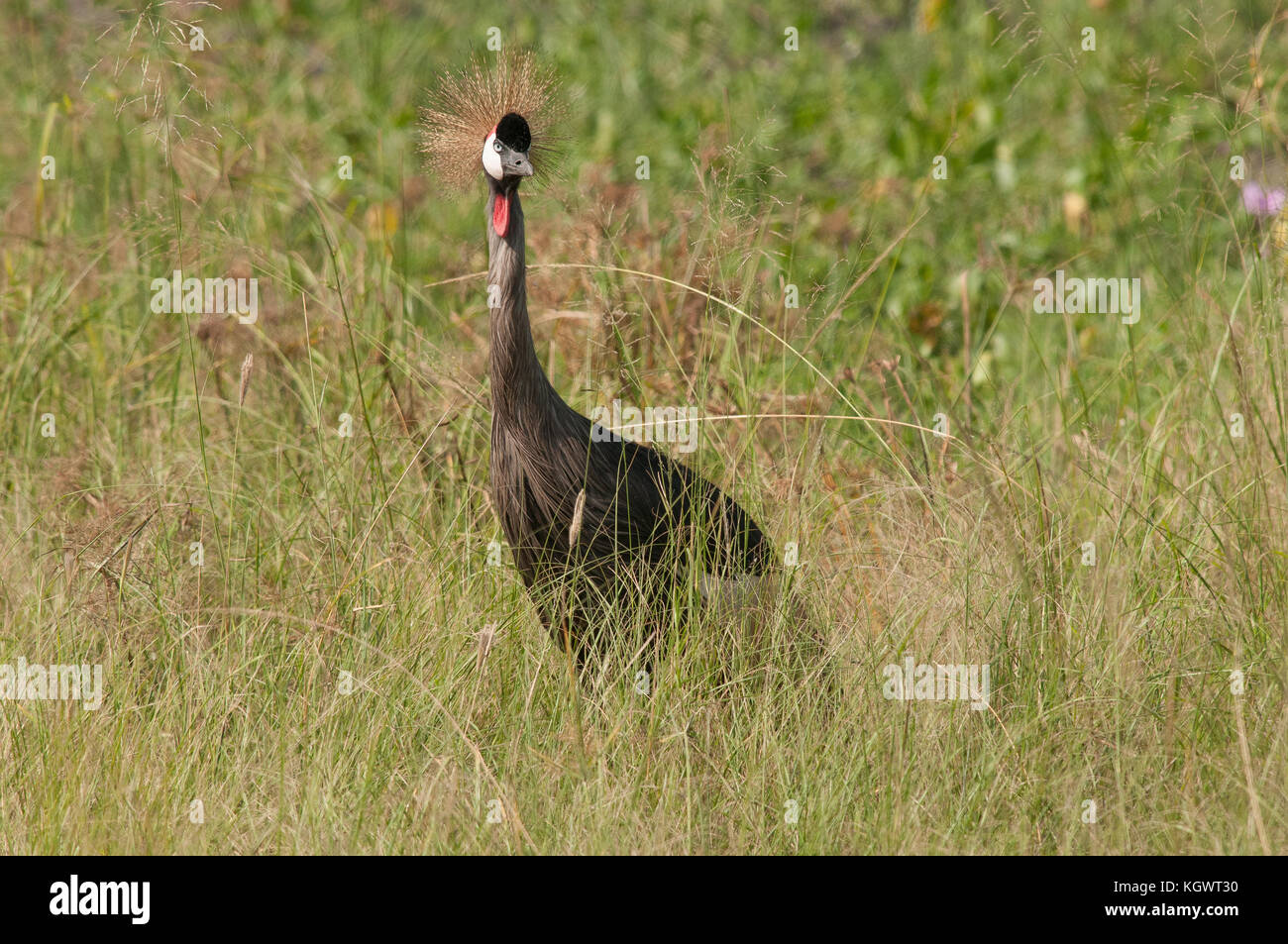 Grey crowned crane, Uganda's national bird;  Murchison Falls National Park. Stock Photo