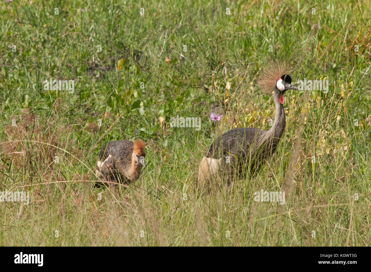 Grey crowned crane family, Uganda's national bird;  Murchison Falls National Park. Stock Photo