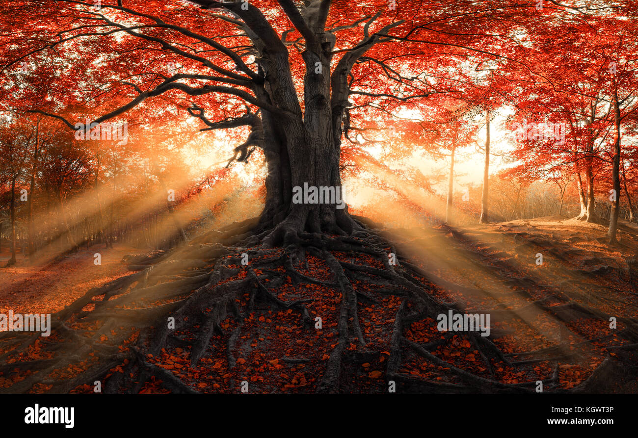 Old Oak tree in autumn colours with sun rays coming from behind. Stock Photo