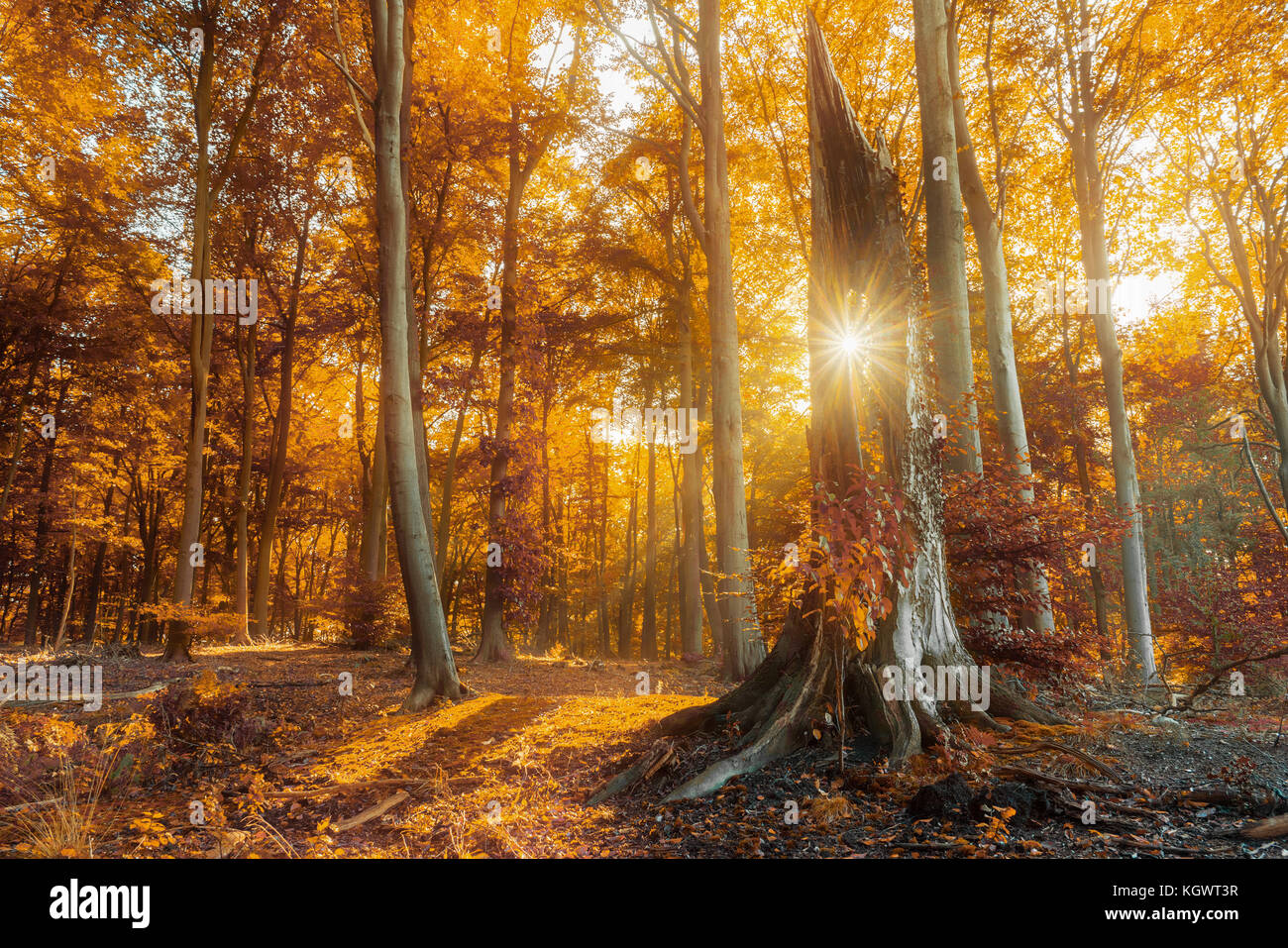 The sun peaking trough a tree hole in autumn. Stock Photo