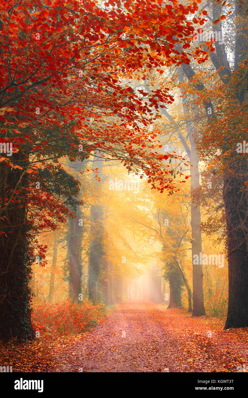 Misty Wood path in Autumn with sunrays. Stock Photo