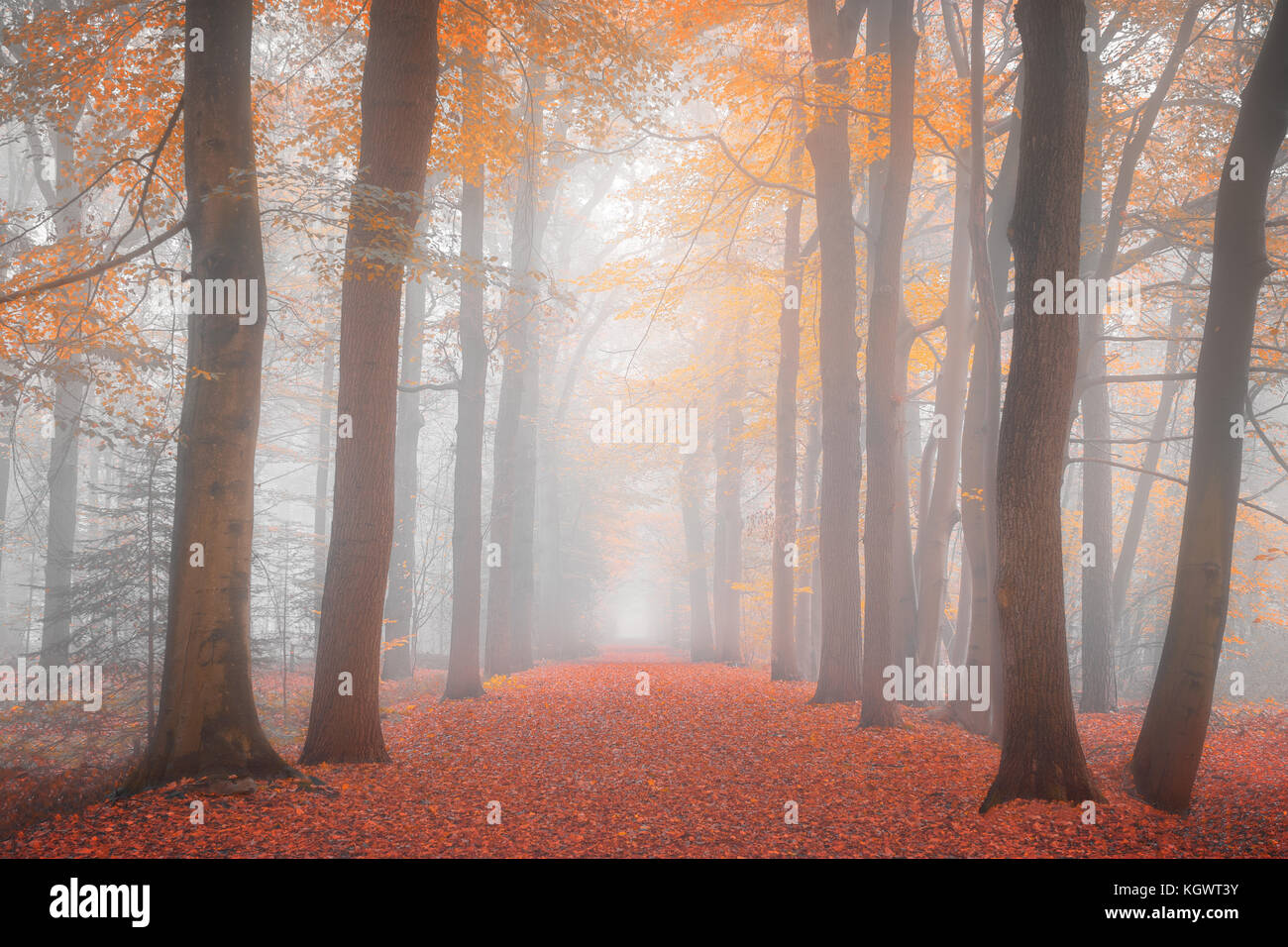 Misty wood path in Autumn with orange colors. Stock Photo