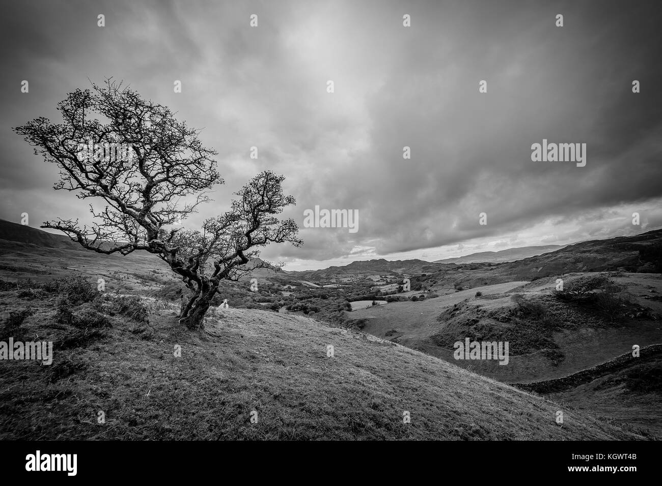 Black and white image of a single oak tree on a hill in Great Britain. Stock Photo