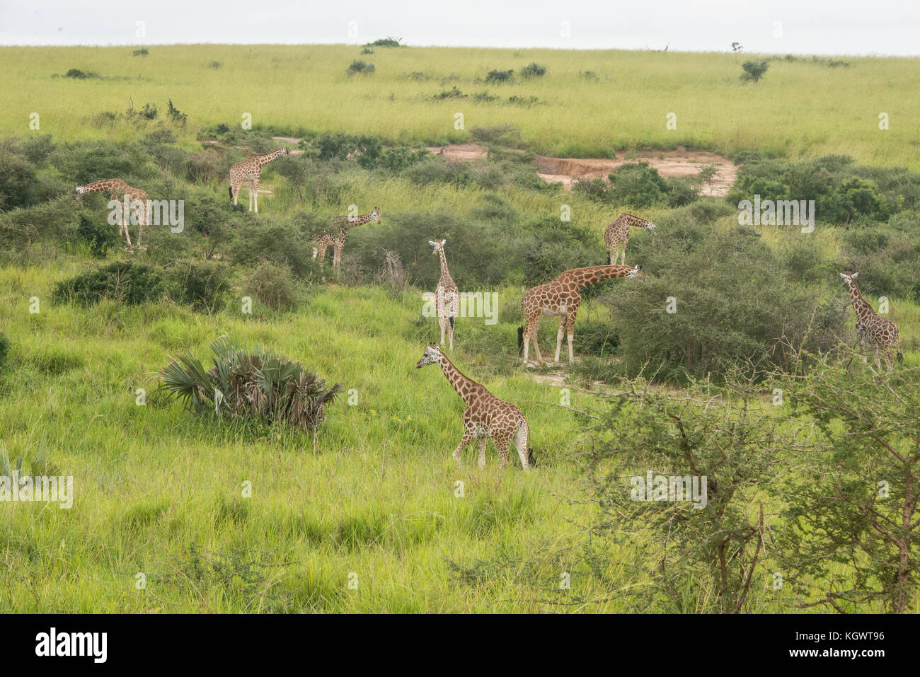 Group of Endangered Rothschild's giraffes feeding on trees in Murchison Falls National Park, Uganda. Stock Photo
