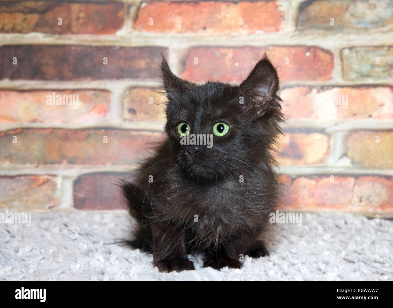 One small scruffy black kitten with bright green eyes laying on a grey  blanket looking to viewers left. Brick wall background Stock Photo - Alamy, image size:1300x1018