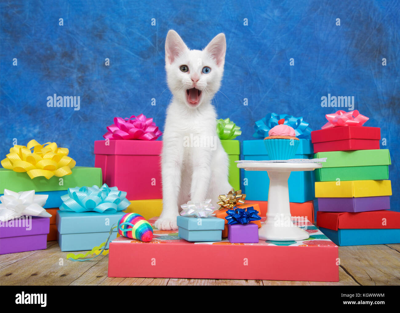Small white kitten with heterochromia eyes, sitting next to a miniature birthday cupcake on pedestal surrounded by colorful birthday presents looking  Stock Photo