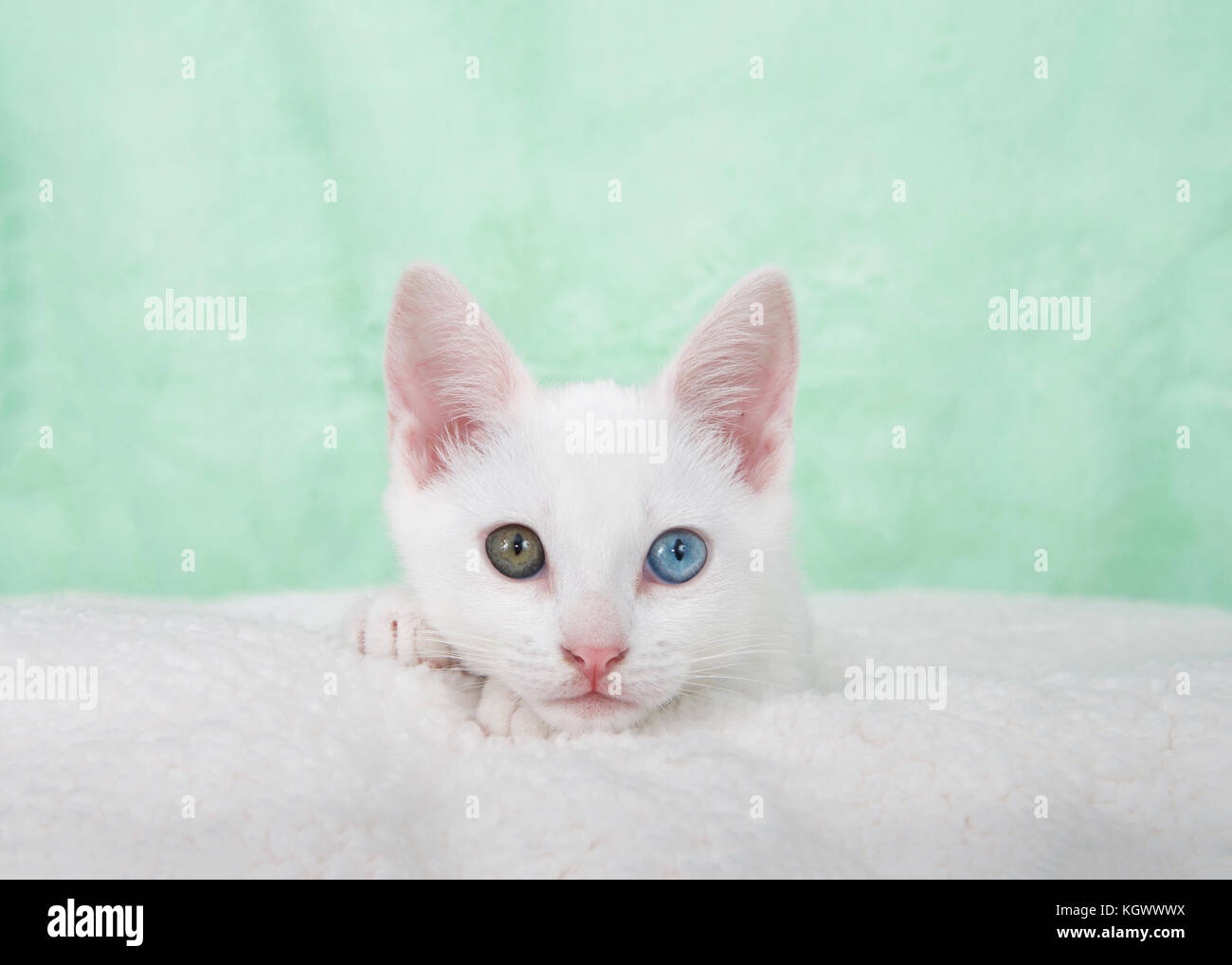 Portrait Of A Cute White Kitten With Heterochromia Odd Eyes Laying On An Off White Sheepskin Blanket Mint Green Textured Background Stock Photo Alamy