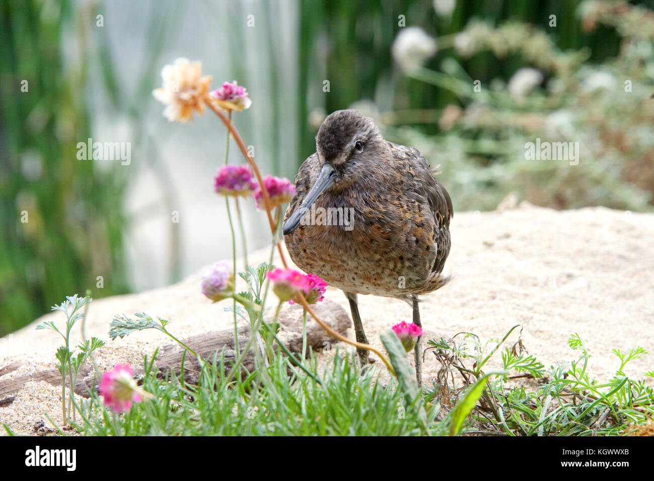 One Dowitcher bird standing on a sandy hill with flowers and shrubbery around it. Stock Photo
