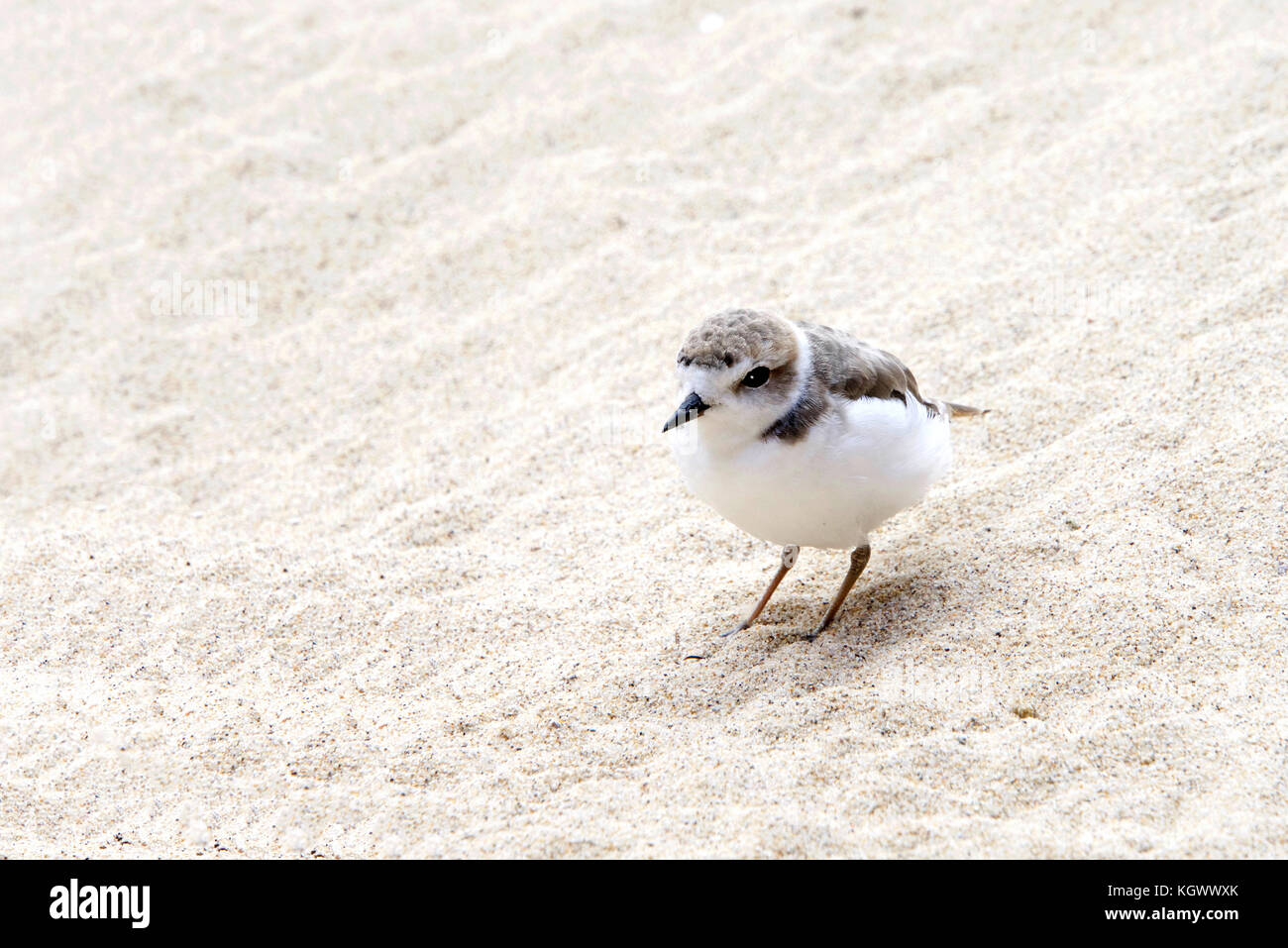 One Snowy Plover bird on a sandy beach Stock Photo