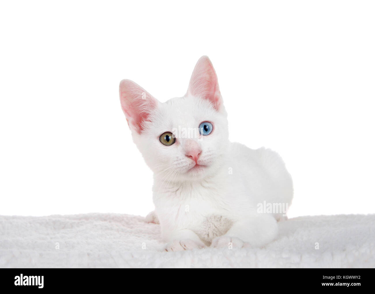 Portrait of a white kitten with heterochromia or "oddeyed" laying on a