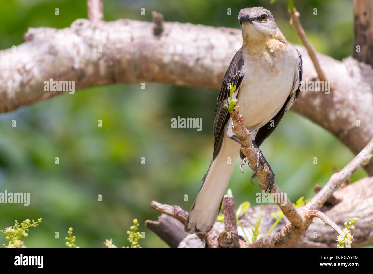 Northern Mockingbird Mimus Polyglottos Perched On A Tree Branch The Tropical Island Of