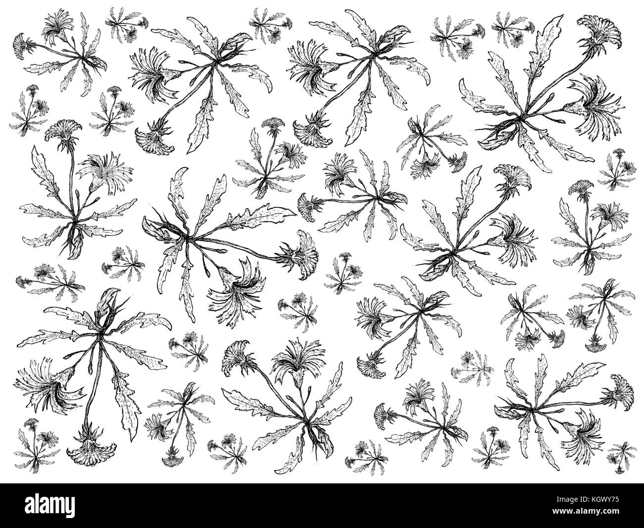Vegetable Salad, Illustration Background Pattern of Hand Drawn Sketch Delicious Fresh Green Catsear Isolated on White Background. Stock Photo