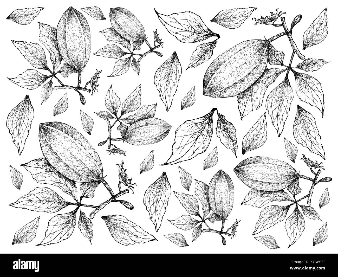 Vegetable Salad, Illustration Background Pattern of Hand Drawn Sketch Delicious Fresh Green Fluted Pumpkin Plants Isolated on White Background. Stock Photo