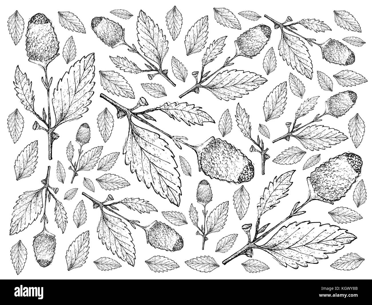 Vegetable and Herb, Illustration Background Pattern of Hand Drawn Sketch Fresh Paracress Plant with Beautiful Yellow Blossom Used for Seasoning in Coo Stock Photo