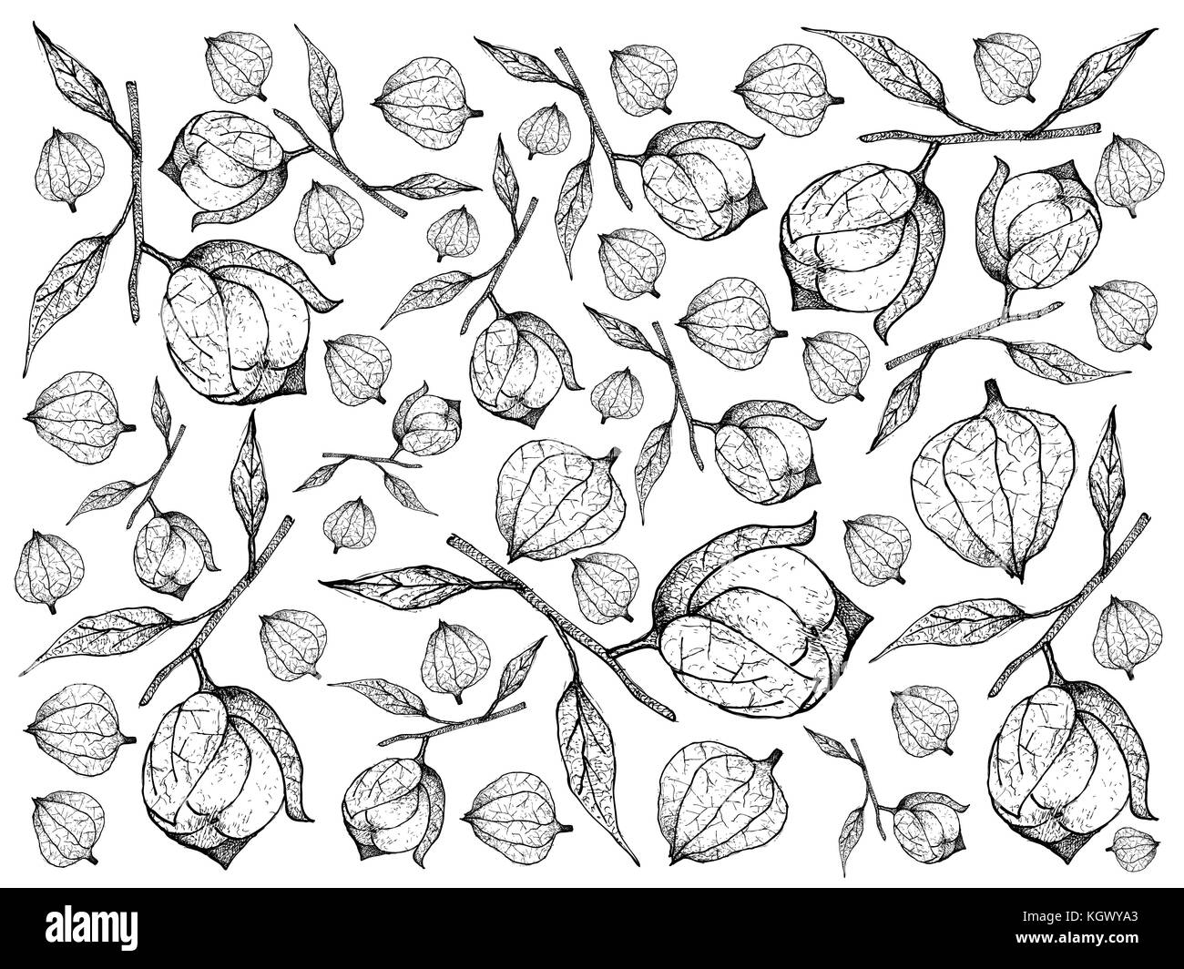 Fresh Fruit, Illustration Background Pattern of Hand Drawn Sketch Delicious Fresh Tomatillo, Physalis Philadelphica or Mexican Husk Tomato Fruits. Stock Photo