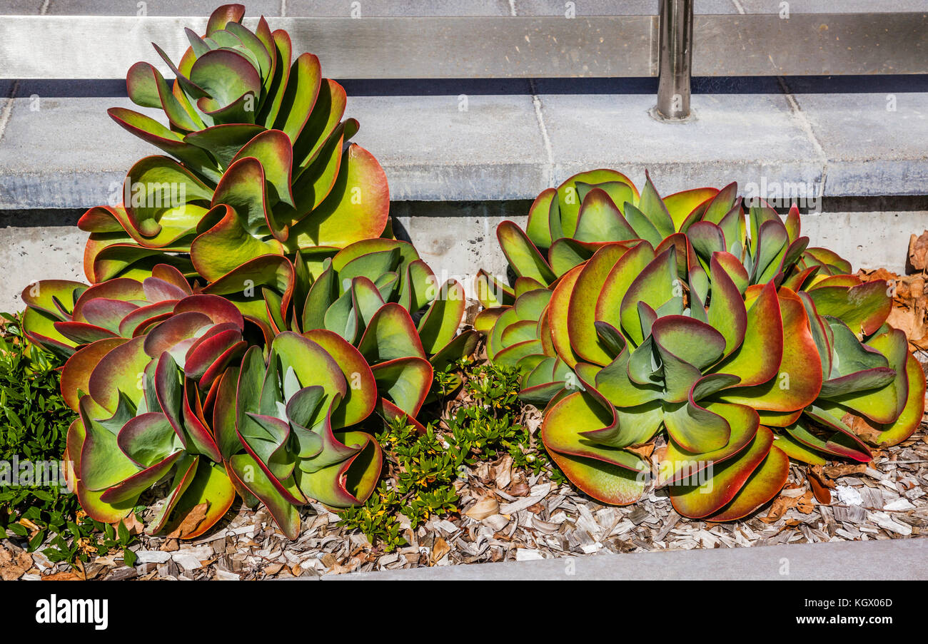 Kalanchoe plant hires stock photography and images Alamy