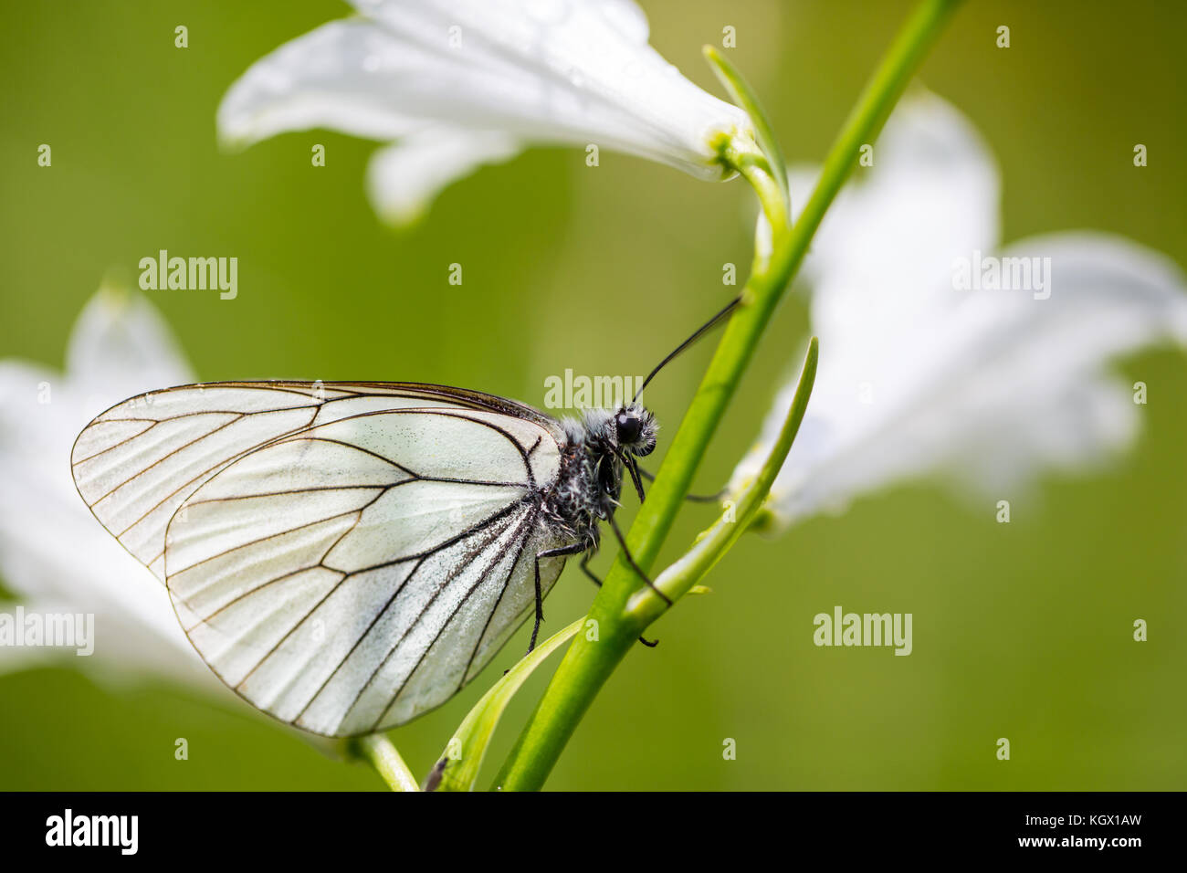 side view natural black-veined white butterfly (aporia crataegi) stalk white bloom Stock Photo