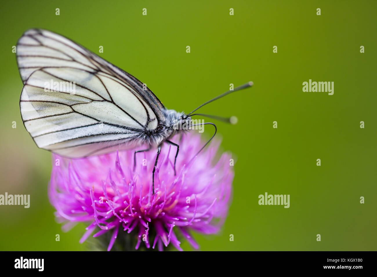 side view macro of black-veined white butterfly (aporia crataegi) thistle flower green background Stock Photo