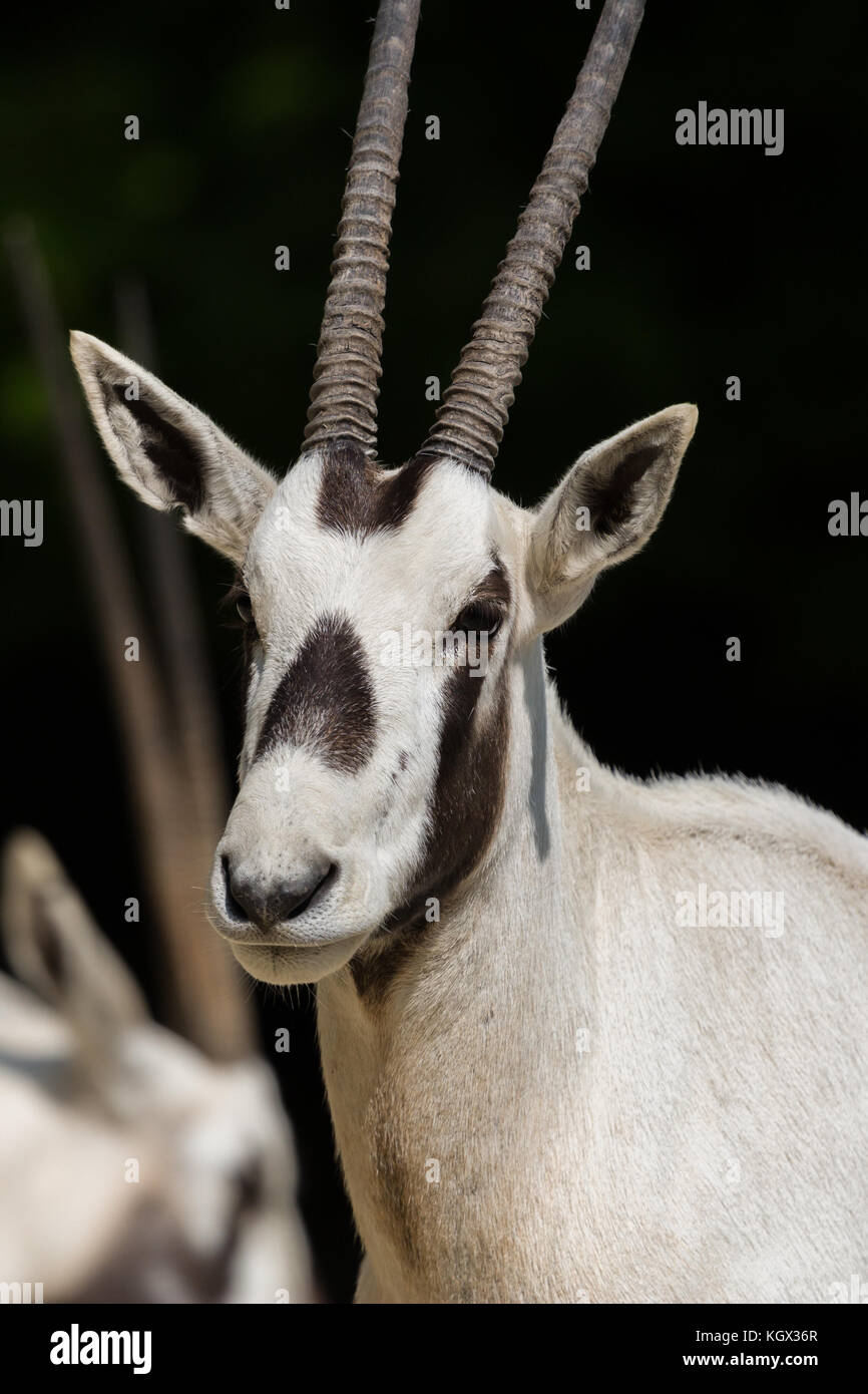 head of natural white Arabian oryx (Oryx leucoryx) antelope in sunlight ...