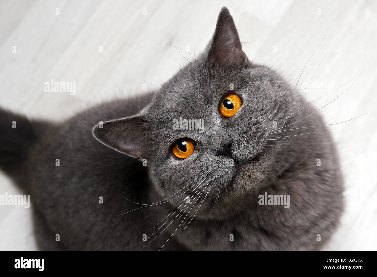 A british cat is smiling on you :) Looking up and looking very happy and satisfied. Stock Photo
