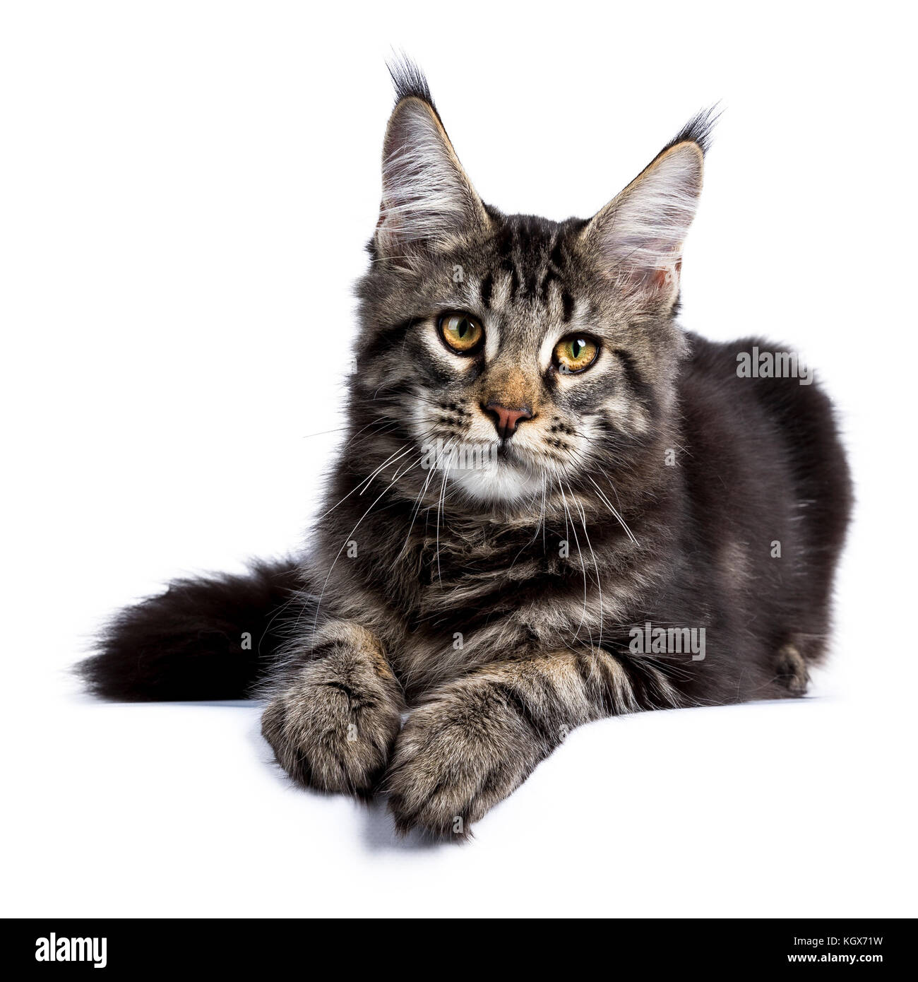 Black tabby maine coon cat kitten laying facing front isolated on white background Stock Photo