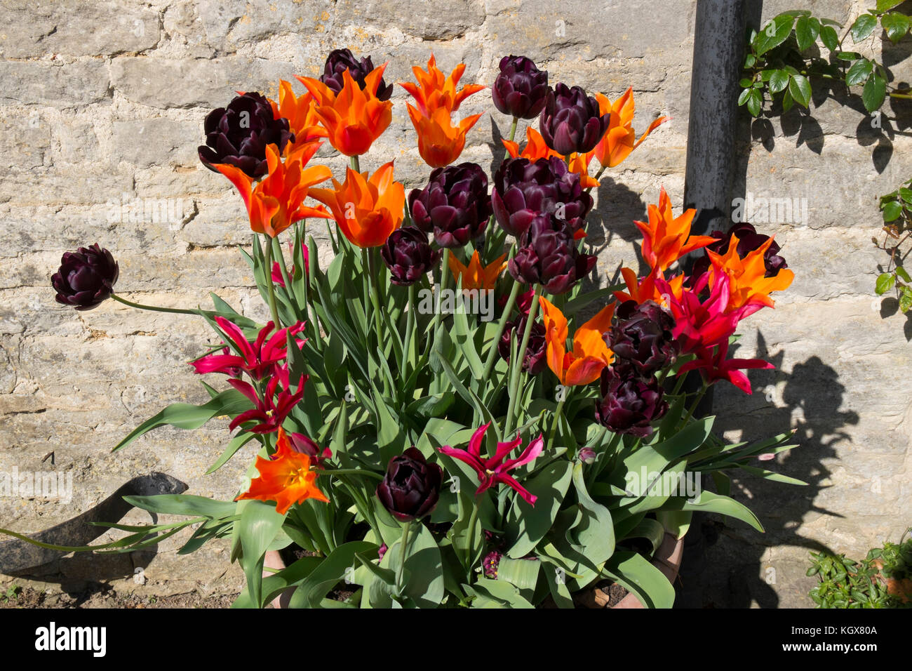 Orange and purple tulips in a pot outside The Maytime Inn in Asthall, Oxfordshire, UK. Stock Photo