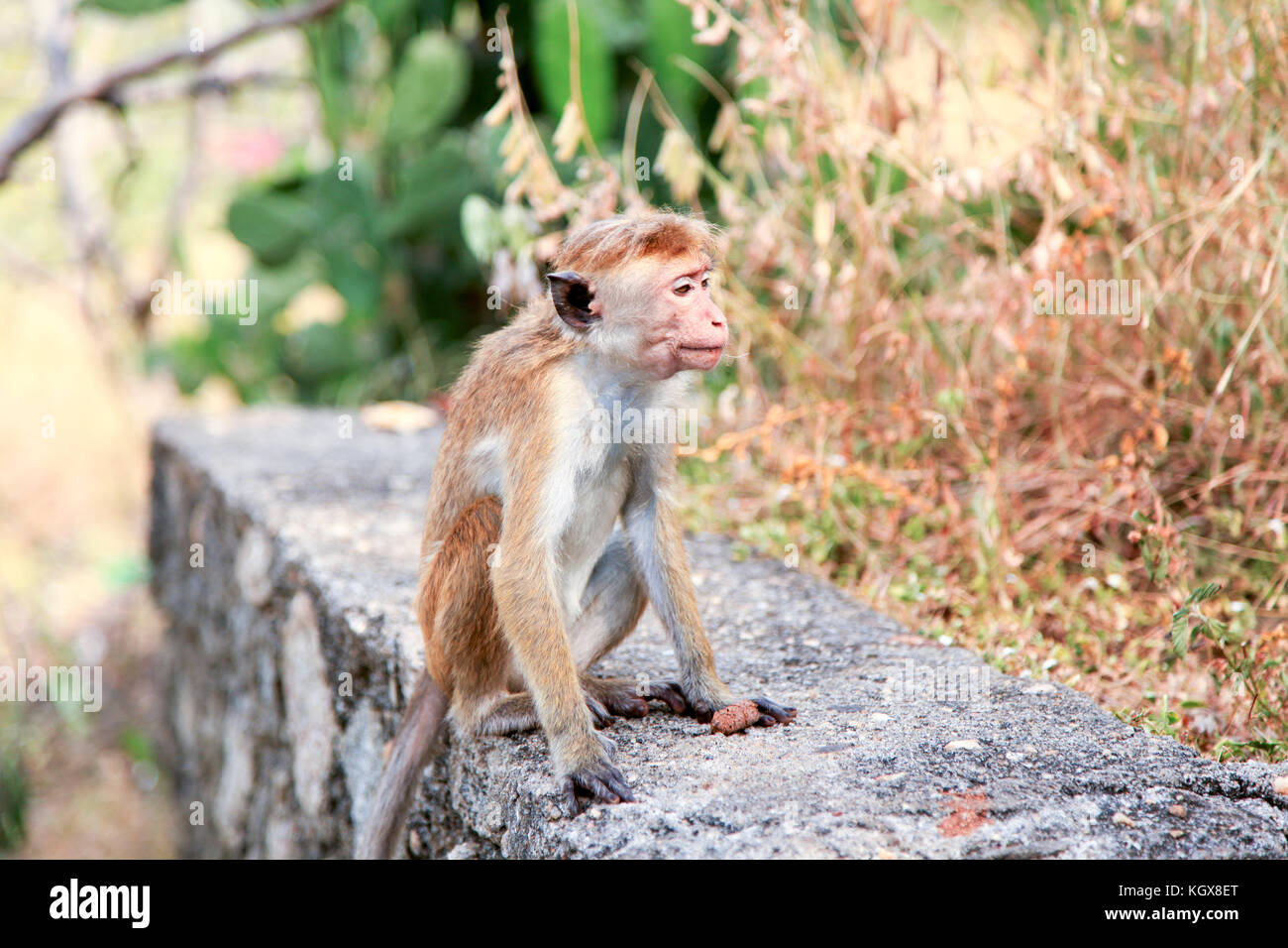 One monkey sitting on a concrete fence in temple, Sri Lanka Stock Photo