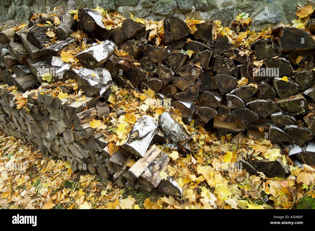 Trunks of trees cut for firewood Stock Photo Alamy