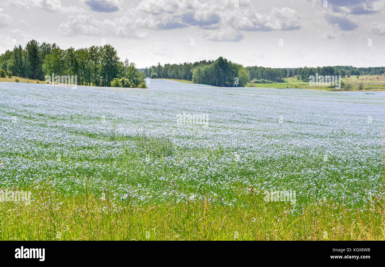 Flax field in bloom in the countryside outside Finspång during summer