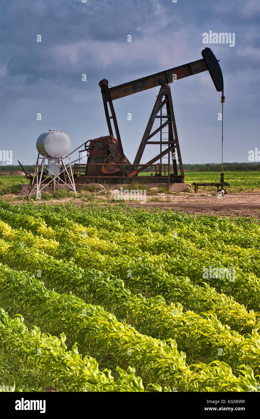Pump jack at oil well in a milo maize field near Mission, Rio Grande Valley, Texas, USA Stock Photo