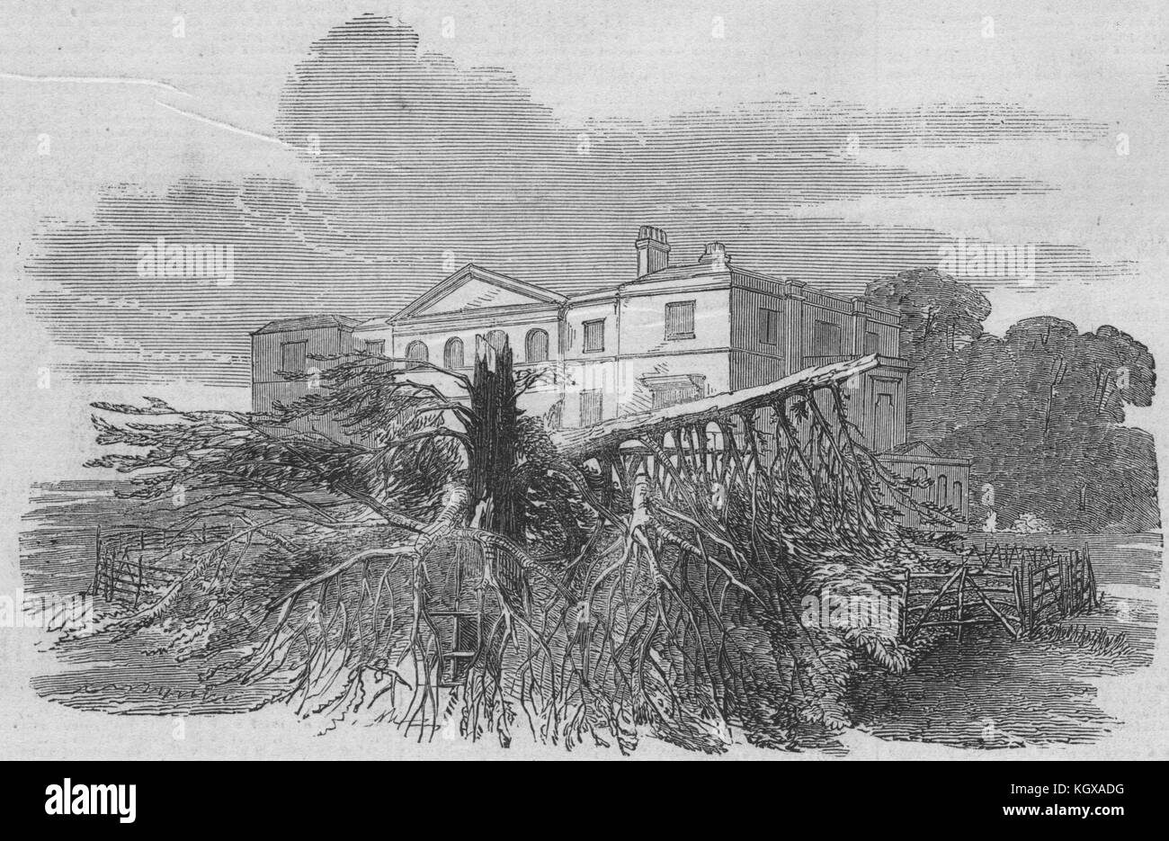 Cedar struck by lightning, at Henley-upon-Thames. Oxfordshire 1852. The Illustrated London News Stock Photo