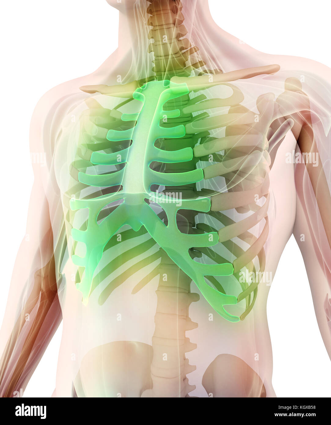 3D illustration of Sternum - Part of Human Skeleton. Stock Photo