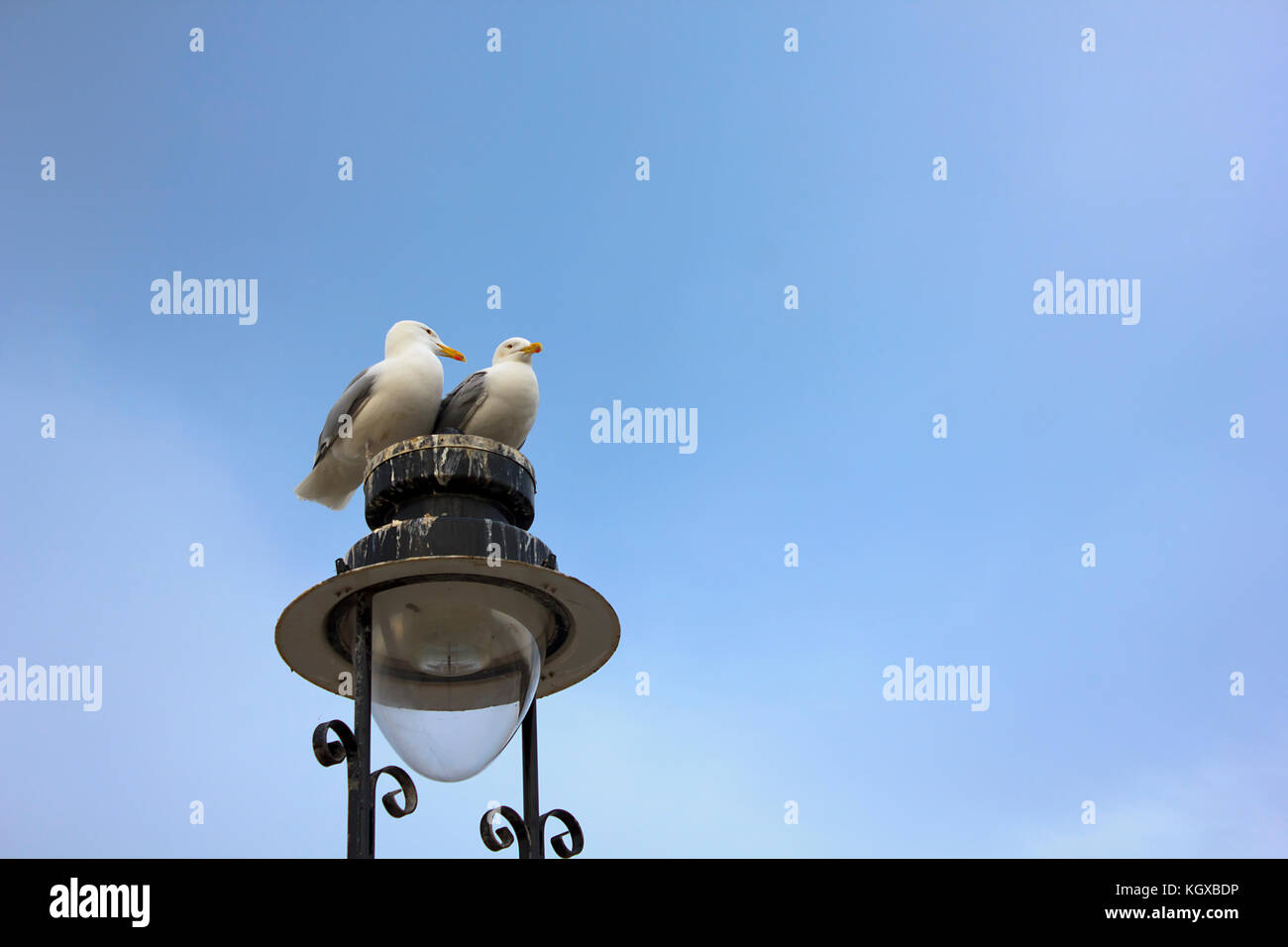 A pair of Seagulls sitting on top of a street light near seaside. Stock Photo