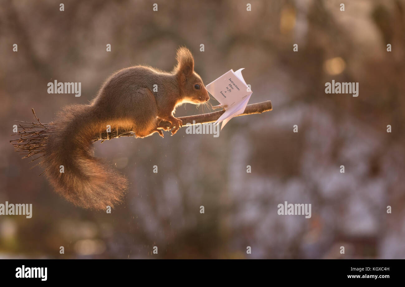 INCREDIBLE images have captured a group of Red squirrels indulging in a game of Harry Potter’s favourite sport, quidditch. The stunning shots show the Stock Photo