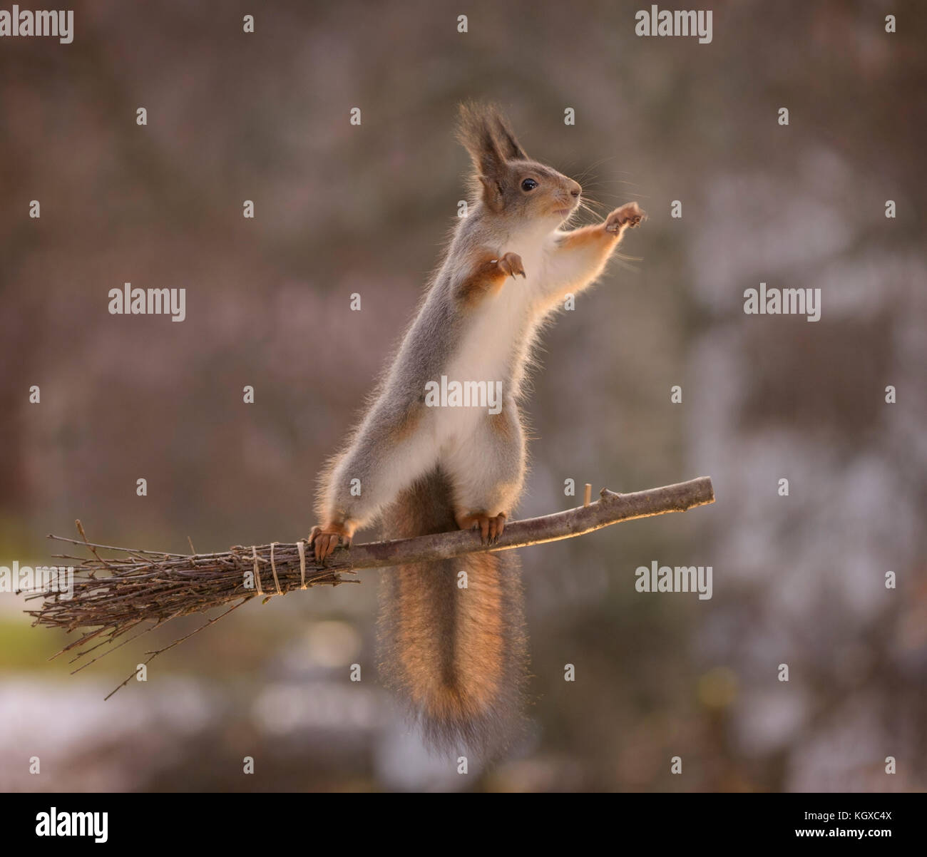 INCREDIBLE images have captured a group of Red squirrels indulging in a game of Harry Potter’s favourite sport, quidditch. The stunning shots show the Stock Photo