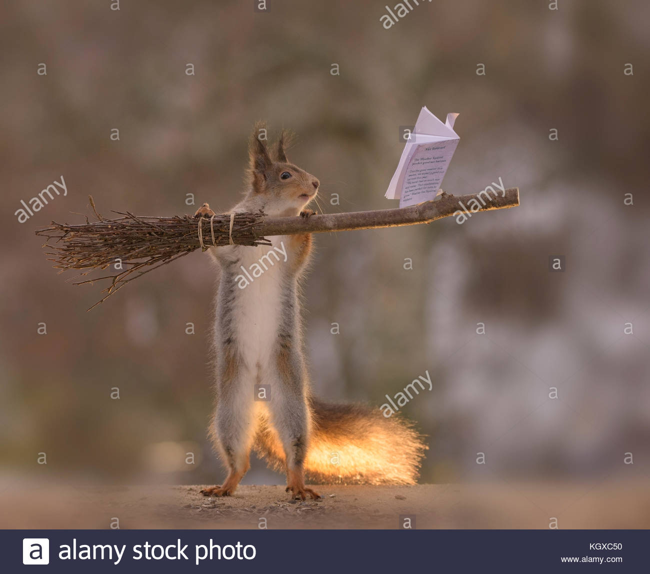 INCREDIBLE images have captured a group of Red squirrels indulging in a game of Harry Potter’s favourite sport, quidditch. The stunning shots show the Stock Photo