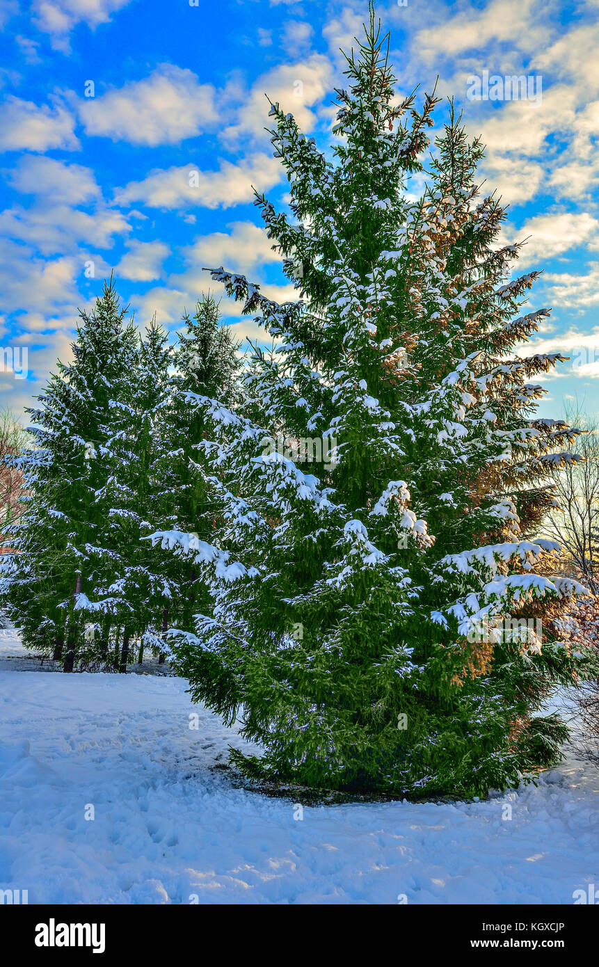 Beautiful winter landscape with snow-covered fir trees with cones in ...