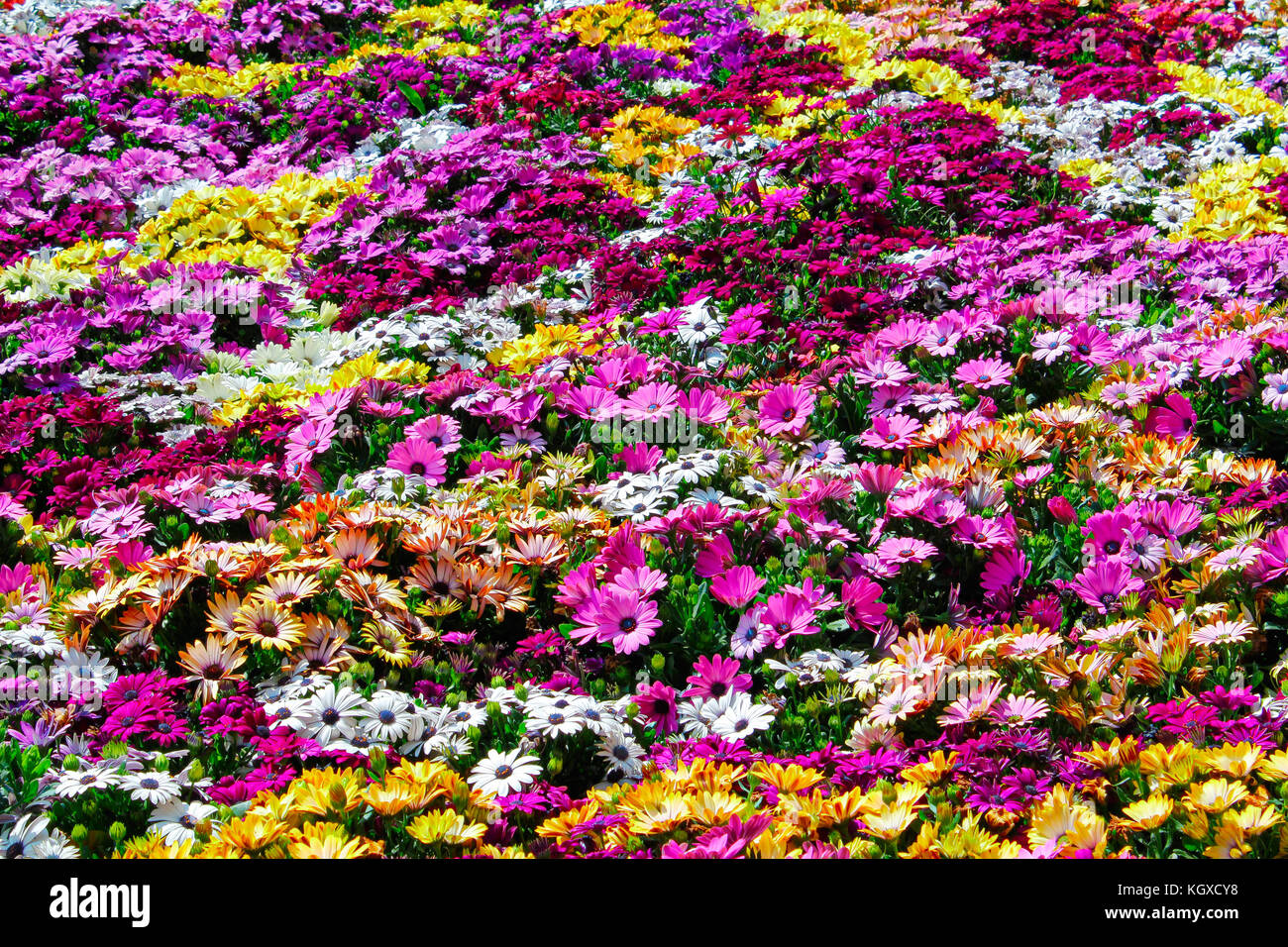A background full of colorful flowers. Uno sfondo pieno di fiori colorati  Stock Photo - Alamy