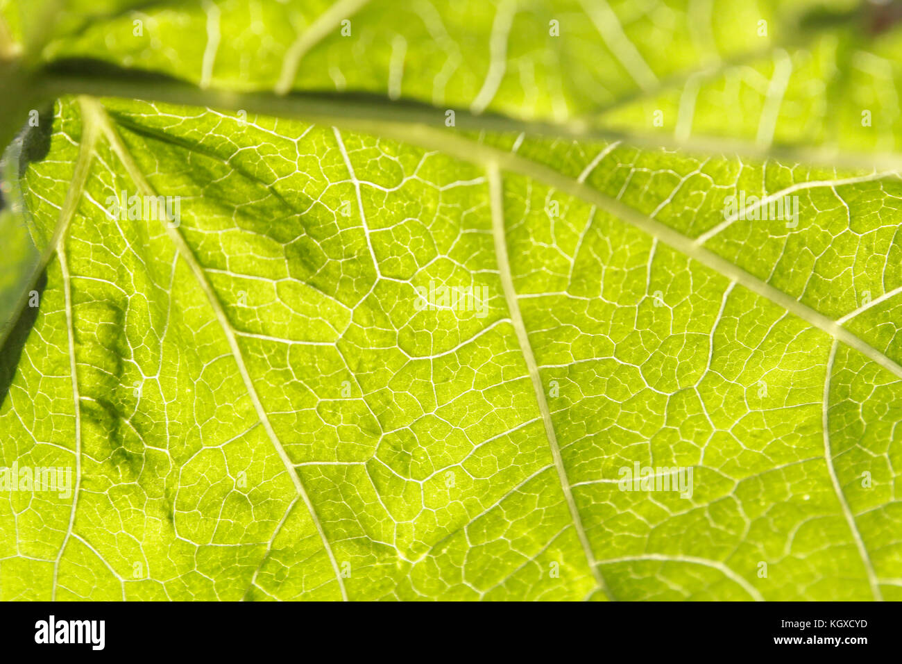 Macro photograph of a green leaf, one can see very well the plot details. Stock Photo