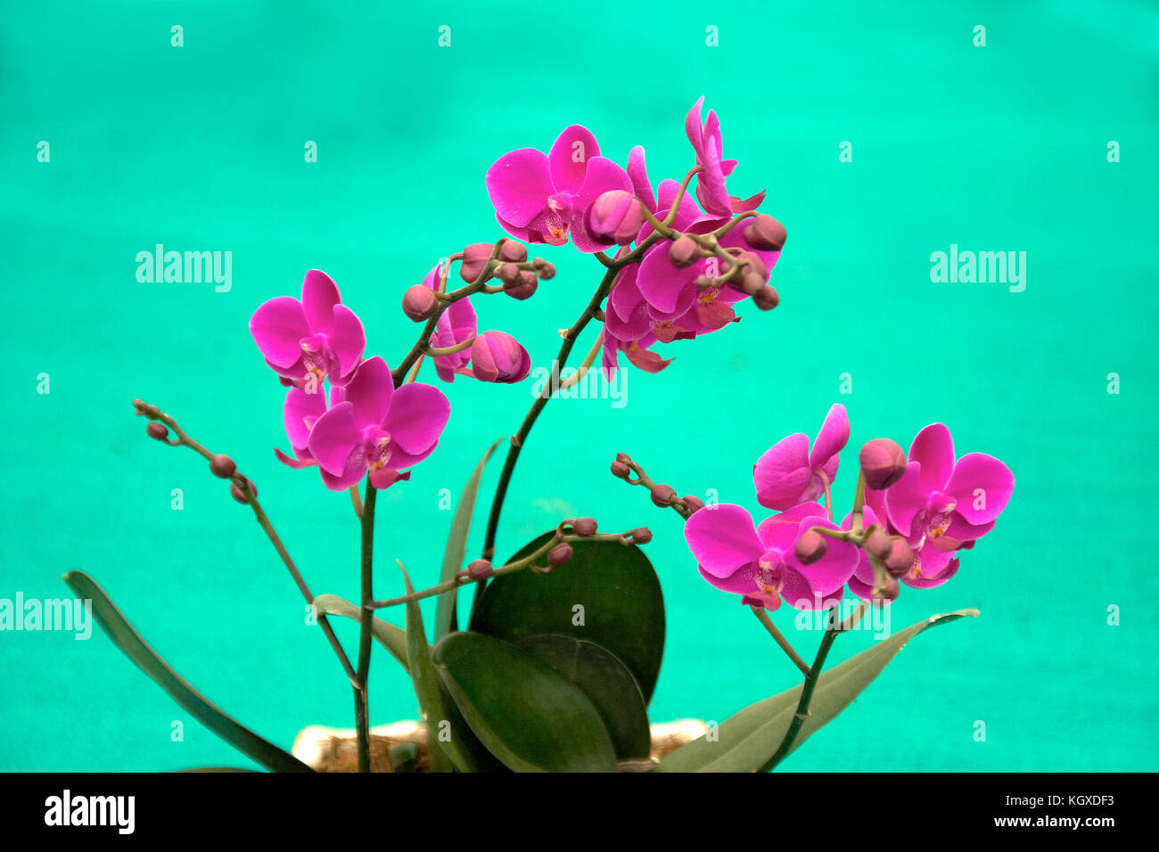 Bunch of Bunch of red orchids set against green background Stock Photo