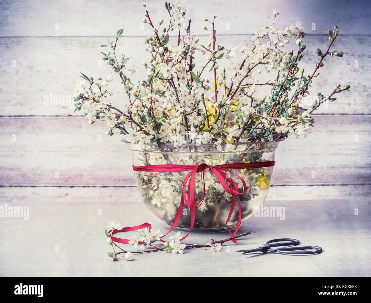 Springtime cherry blossom twigs bunch in vase with ribbon and shear on rustic table at wooden wall background Stock Photo
