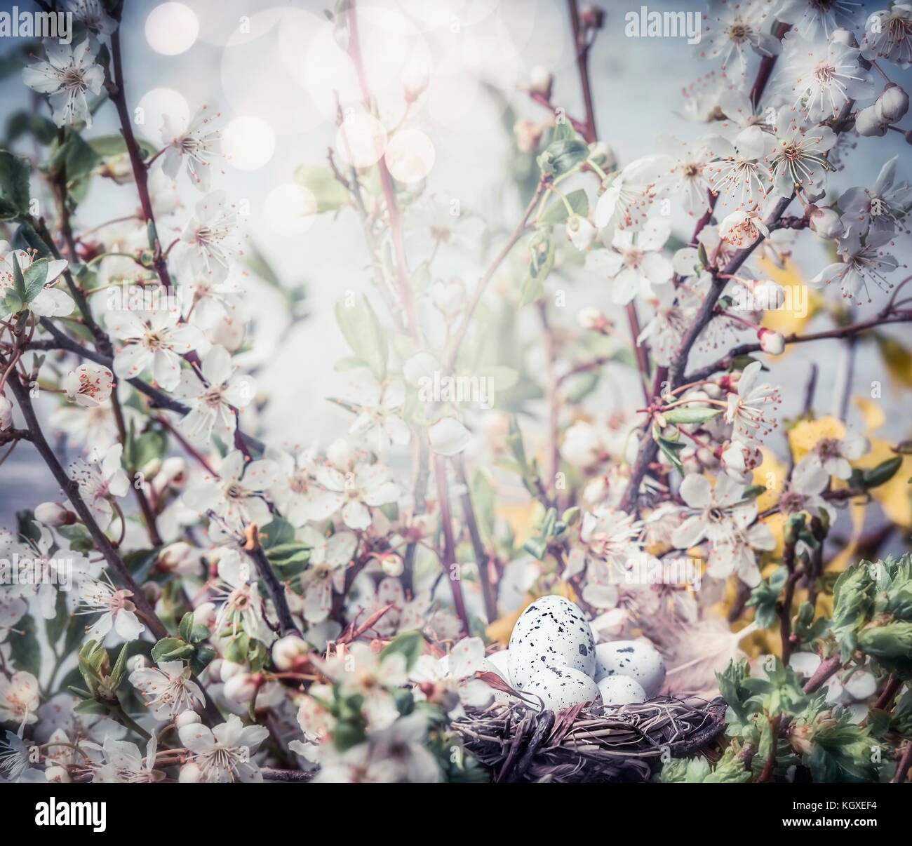 Easter greeting card with bird nest and eggs on branch of cherry tree ...