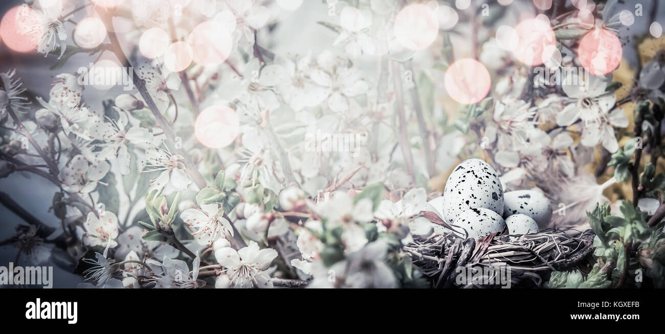 Bird nest with eggs on cherry tree blossom. Easter banner with pretty ...