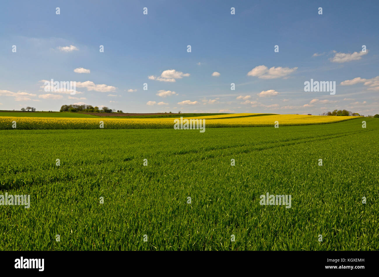 A rural landscape: a feld of unripe wheat with fields of yellow canola plant in the background. Picturesque blue sky with scattered clouds Stock Photo