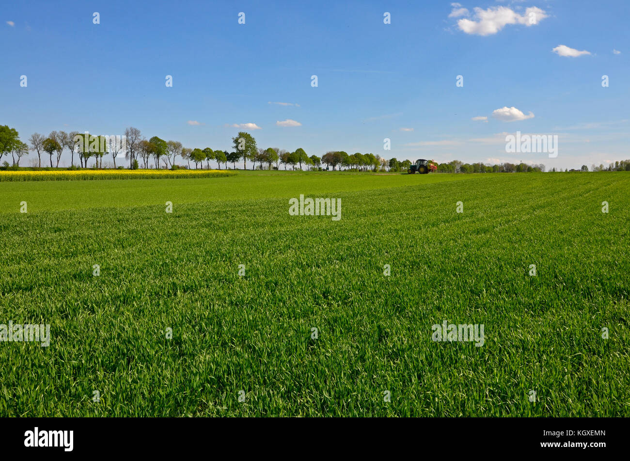 A rural landscape: a field of green wheat in spring with a line of trees and a patch of yellow canola Stock Photo