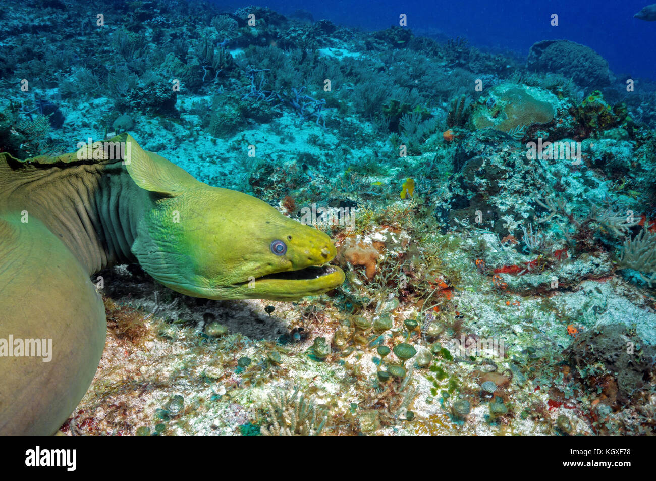 Green Moray - Stock Image